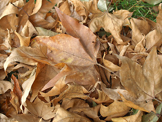Image showing Falling leaves