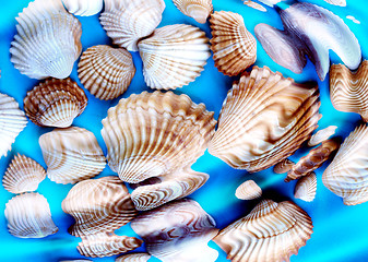 Image showing Underwater shells