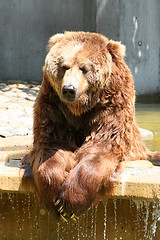 Image showing funny brown bear