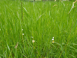 Image showing Grass meadow