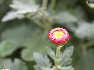 Image showing Chrysanthemum picture