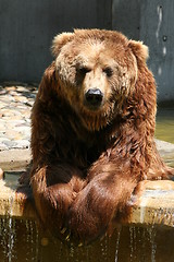 Image showing brown bear