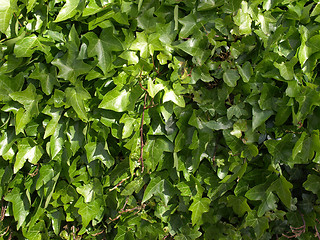 Image showing Ivy picture