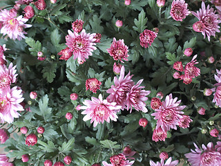 Image showing Chrysanthemum picture