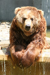 Image showing brown bear