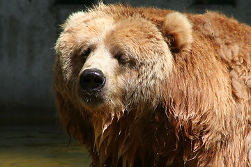 Image showing brown bear