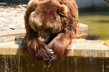 Image showing brown bear