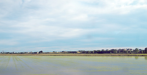 Image showing Paddy field