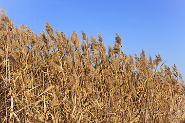 Image showing Dried plants of cane