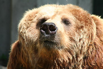 Image showing brown bear
