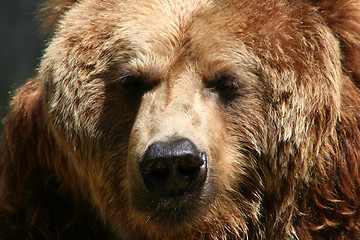 Image showing brown bear