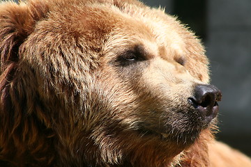 Image showing brown bear