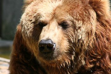 Image showing brown bear