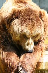 Image showing brown bear