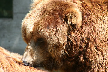 Image showing brown bear