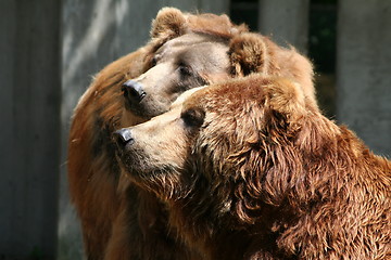 Image showing brown bears