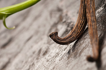 Image showing Vanilla Planifolia Vine and Dried Vanilla Pods 