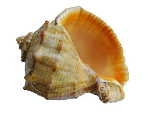 Image showing  Sea-shell