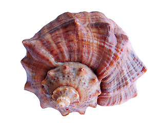 Image showing Sea-shell