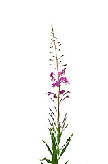 Image showing Rosebay Willowherb (Epilobium angustifolium)