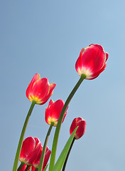 Image showing Red tulips