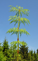 Image showing Wood horsetail (Equisetum sylvaticum)