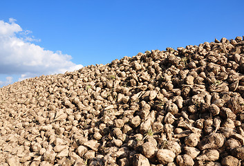 Image showing Sugar beets