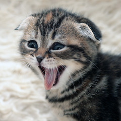 Image showing Kitten is laughing