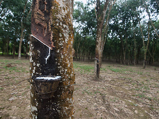 Image showing Rubber tree plantation