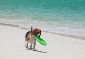 Image showing Dog on the beach with frisbee