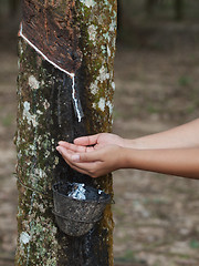 Image showing Rubber tree plantation