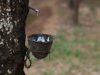 Image showing Rubber tree