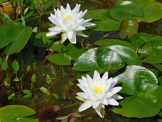 Image showing Waterlily on pound in park