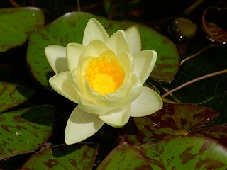 Image showing Waterlily on pound in park