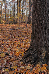 Image showing Autumn forest.