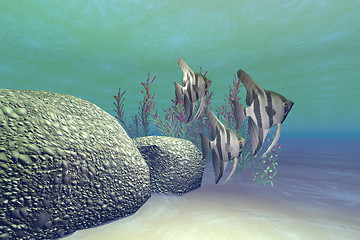 Image showing ANGEL FISH