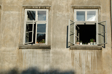 Image showing window plants