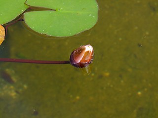 Image showing Waterlily on pound in park