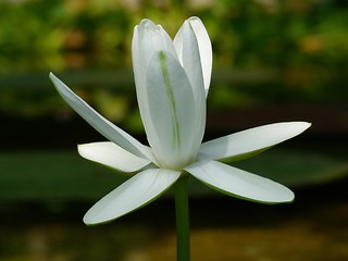 Image showing Waterlily flower, lotos