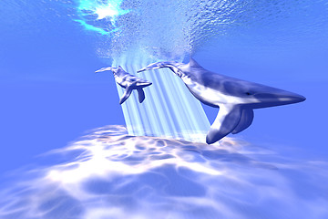 Image showing BLUE WHALES