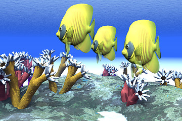 Image showing CORAL MOODS