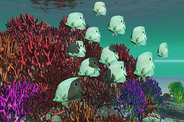 Image showing CORAL REEF