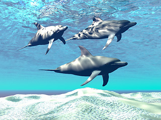 Image showing DOLPHINS