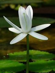 Image showing Waterlily flower, lotos