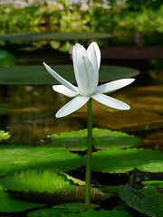 Image showing Waterlily flower, lotos