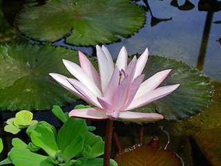 Image showing Waterlily flower, lotos