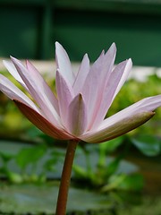 Image showing Waterlily flower, lotos