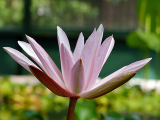 Image showing Waterlily flower, lotos