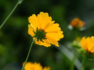 Image showing Yelow flower