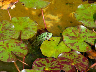 Image showing Green frog in water